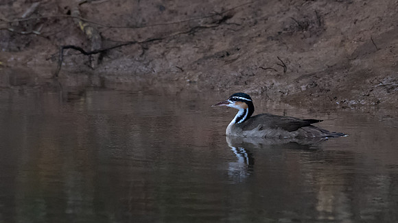 Sungrebe -1