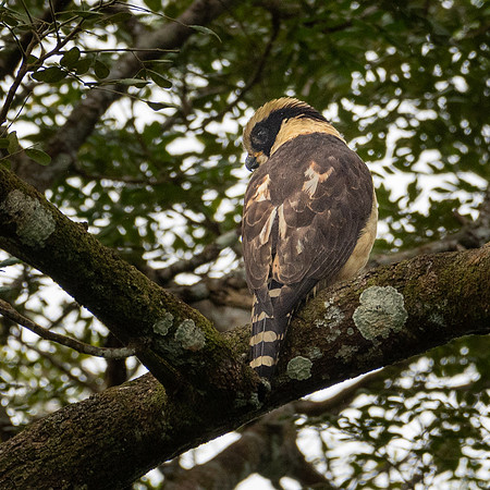 Laughing Falcon -1