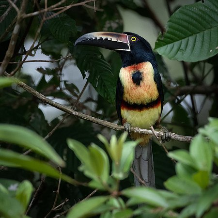 Collared Aracari -2