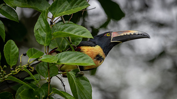 Collared Aracari -1