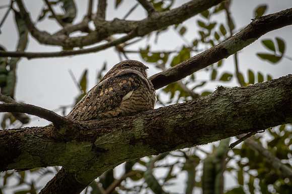 Common Pauraque