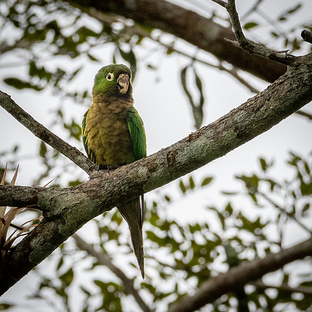 Olive-throated Parakeet -2