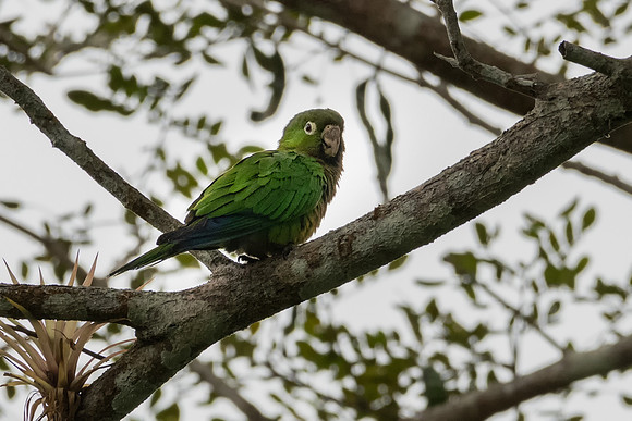 Olive-throated Parakeet -1