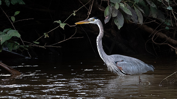 Great Blue Heron -1