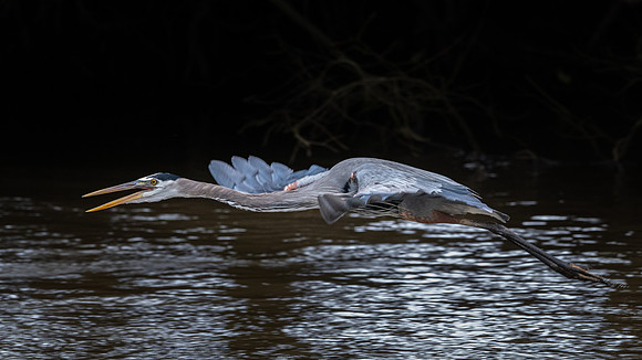 Great Blue Heron -2