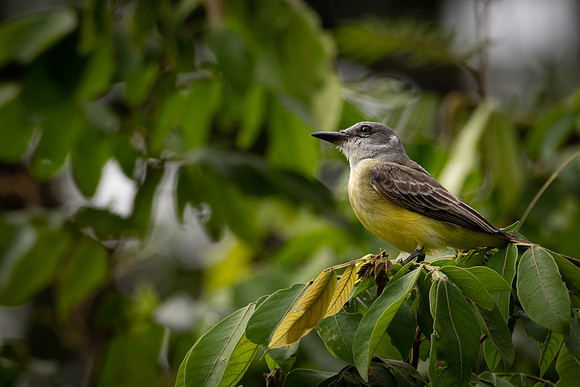Tropical Kingbird