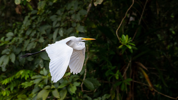 Great Egret