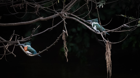 Green Kingfisher Pair