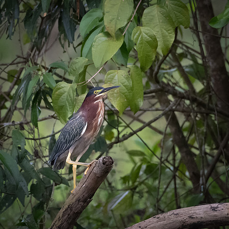 Green Heron -1