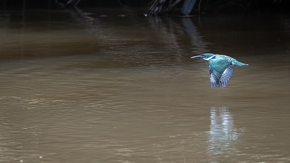 Green Kingfisher -2