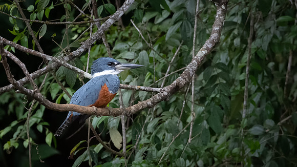 Ringed Kingfisher -1
