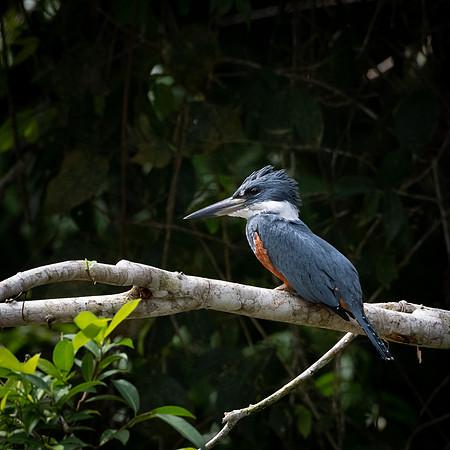 Green Kingfisher -1