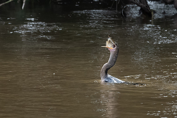 Anhinga with Fish