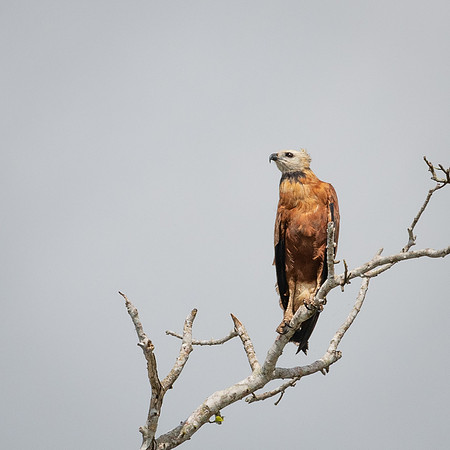 Black-collared Hawk -1
