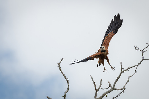 Black-collared Hawk -3