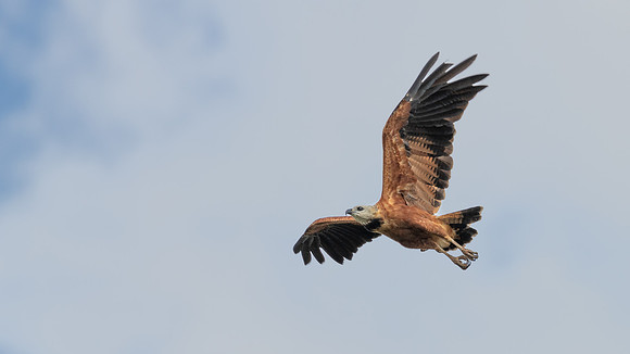 Black-collared Hawk -2