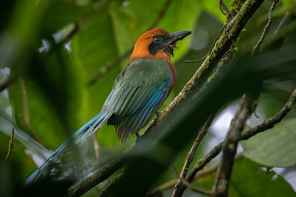 Broad-billed Motmot