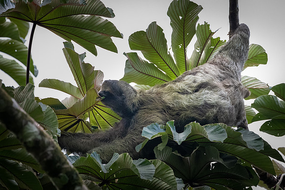 Three-toed Sloth -1