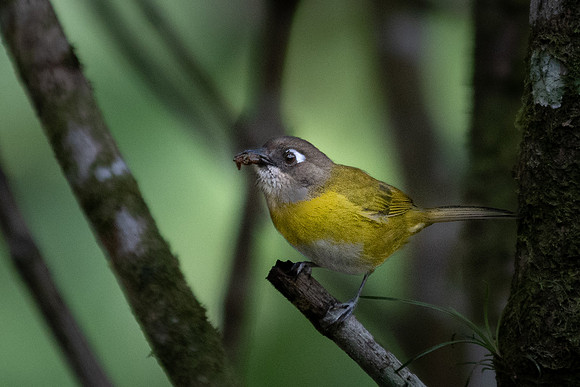Common Bush Tanager -3