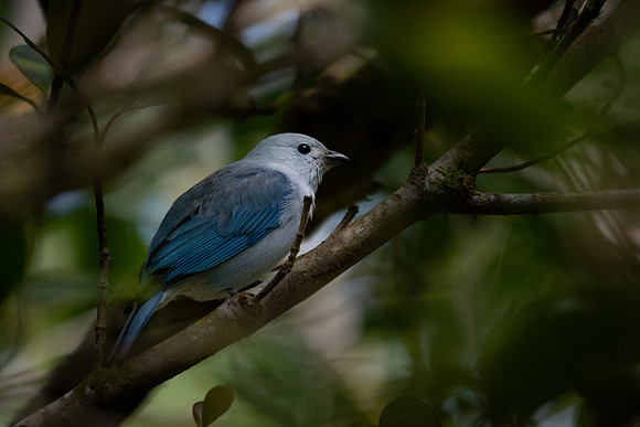 Blue-gray Tanager