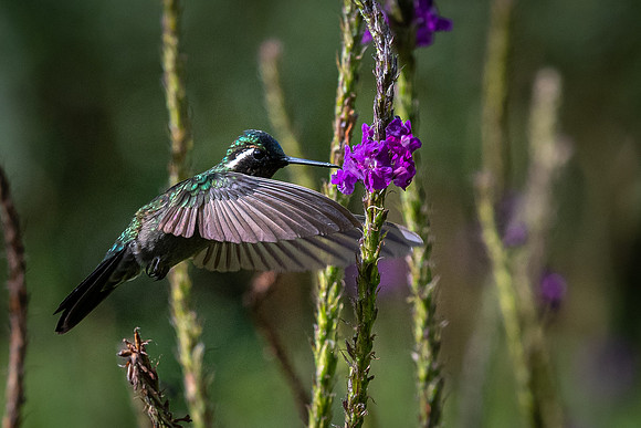 Purple-throated Mountain Gem -3