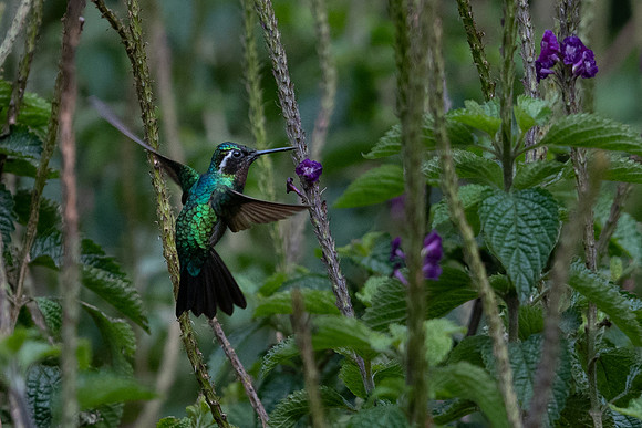 Purple-throated Mountain Gem -2