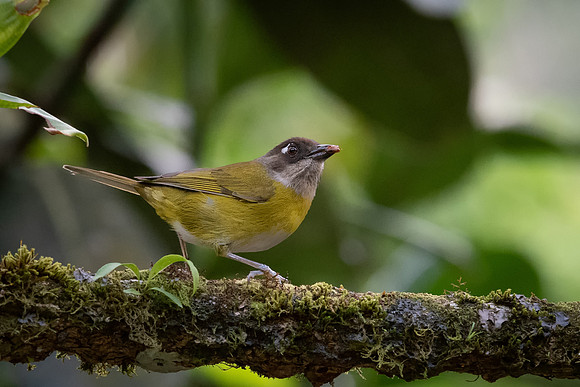 Common Bush Tanager -1