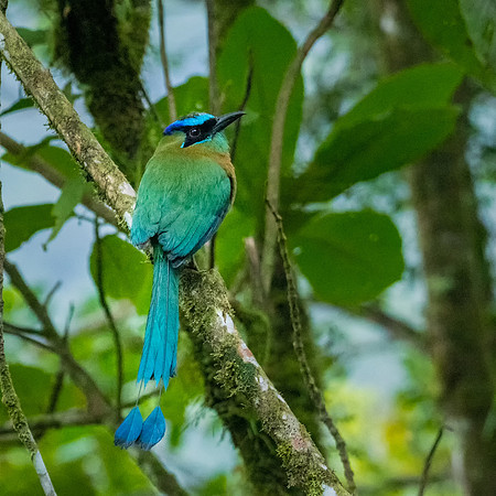 Blue-crowned Motmot