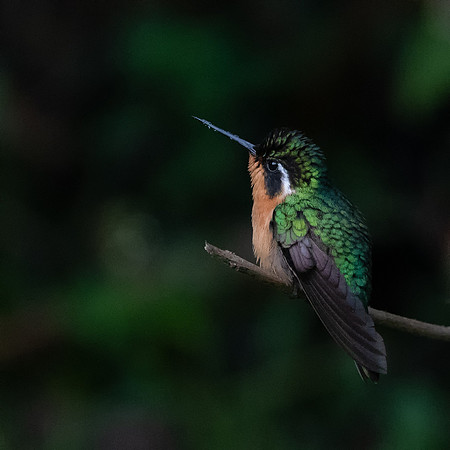 Grey-tailed Mountain Gem