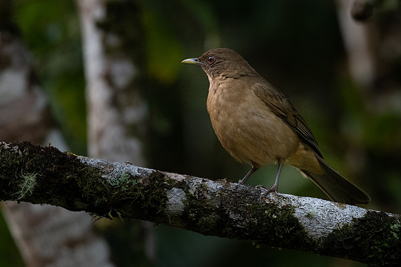 Clay-coloured Thrush