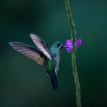 Purple-throated Mountain Gem -1