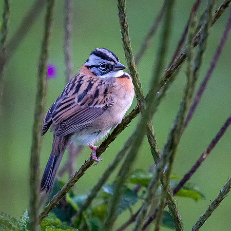 Sparrow Bird