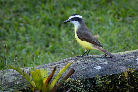 Great Kiskadee -2