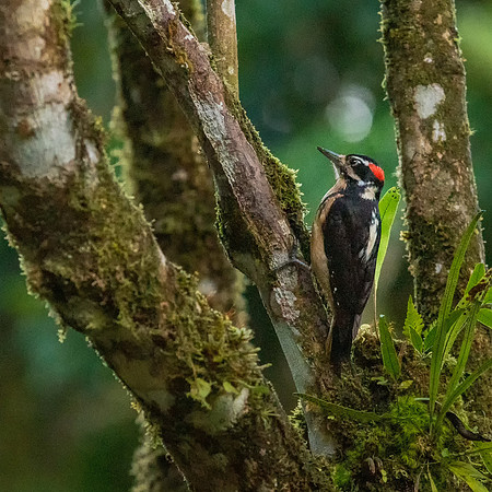 Hairy Woodpecker