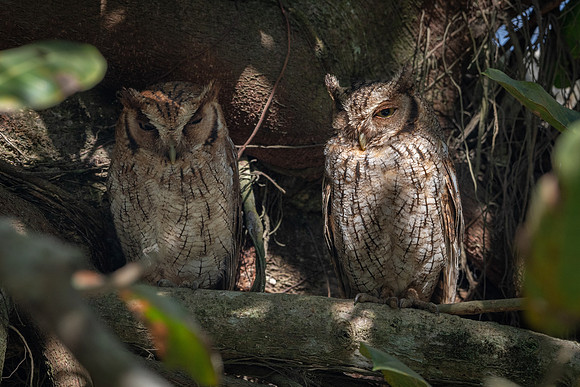 Pacific Screech Owls