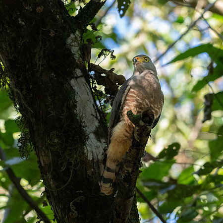 Roadside Hawk -2
