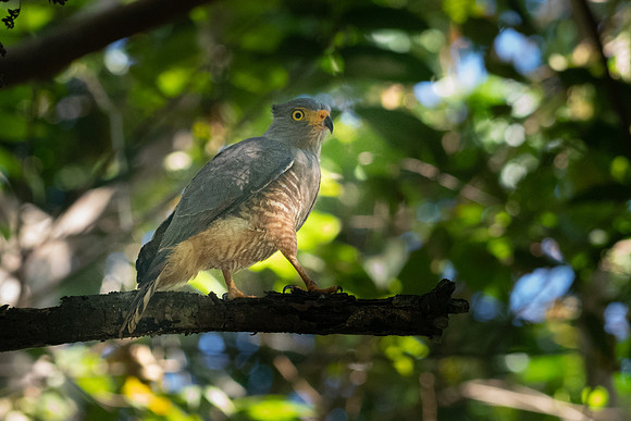 Roadside Hawk -1