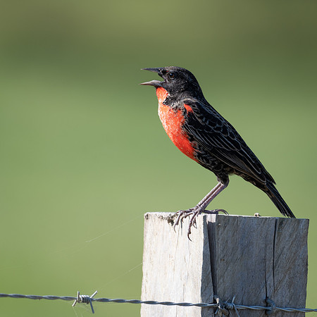 Red-breasted Blackbird
