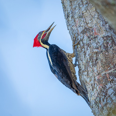 Costa Rica-170