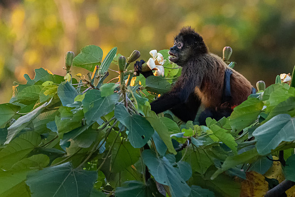 Spider Monkey -1