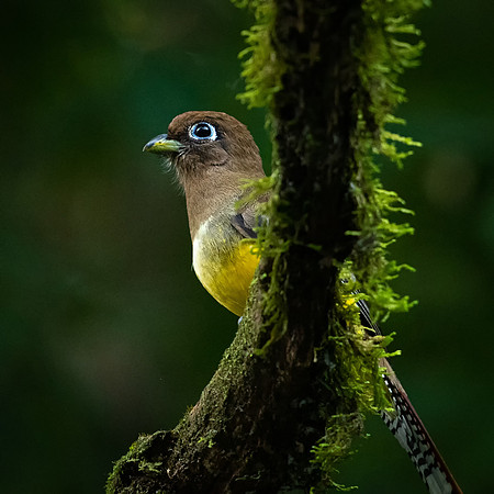 Black-throated Trogon (f) -2