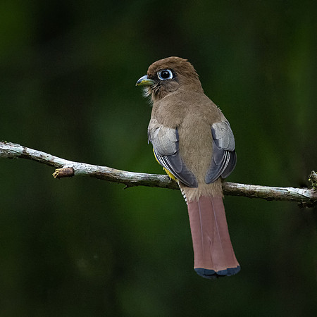Black-throated Trogon (f) -1