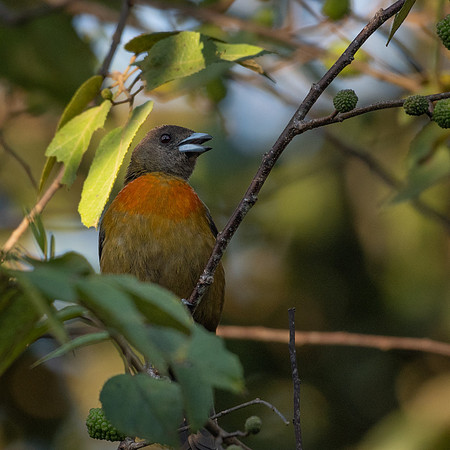 Passerinis Tanager (f)