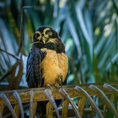Spectacled Owl