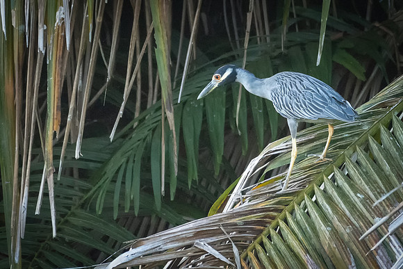 Yellow-crowned Night Heron -2