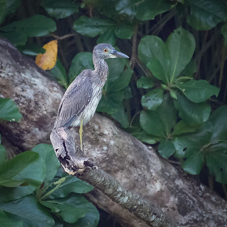 Yellow-crowned Night Heron, Young