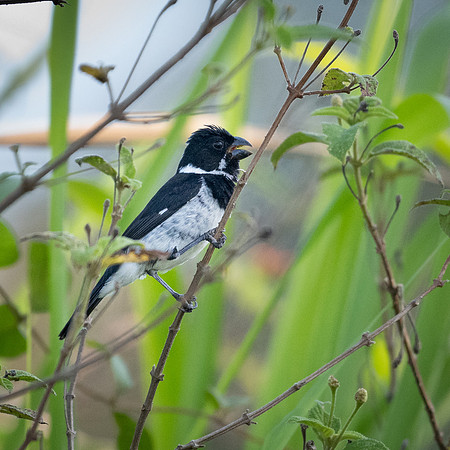 White-collared Seedeater