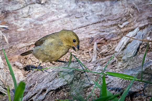 Variable Seedeater