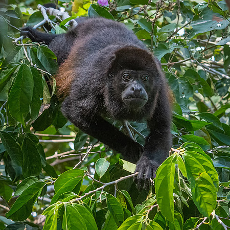 Howler Monkey