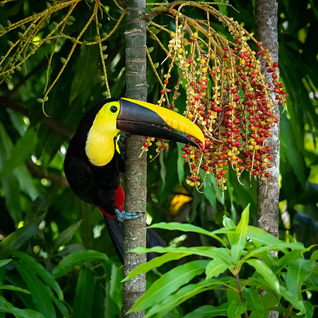Chestnut Mandibled Toucan -2
